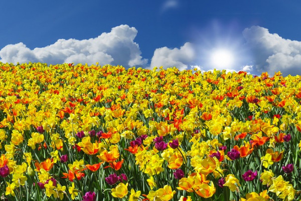 Field of yellow flowers