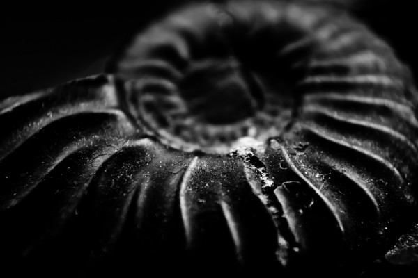 Ammonite fossil 