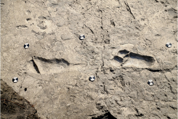 Fossil footprints from Laetoli