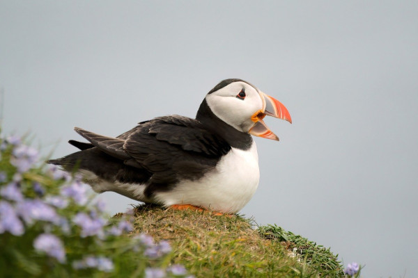 A puffin