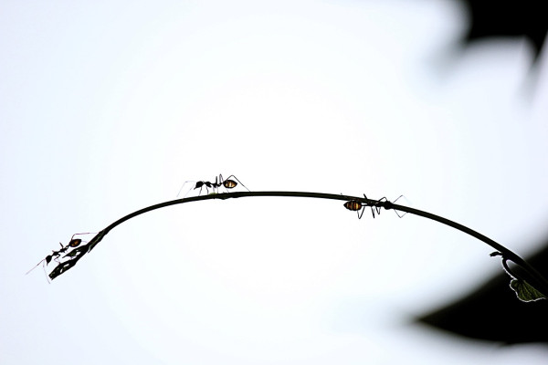 Ants