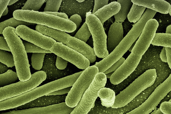 E.coli bacteria