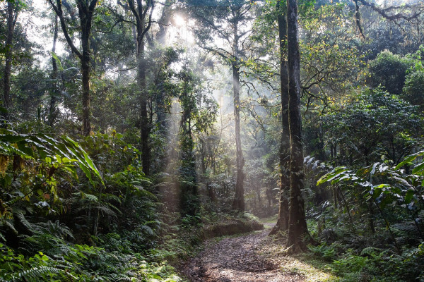 A tropical rainforest