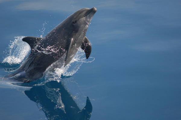 Bottlenose Dolphin