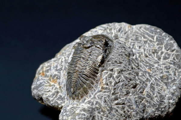 Trilobite fossil