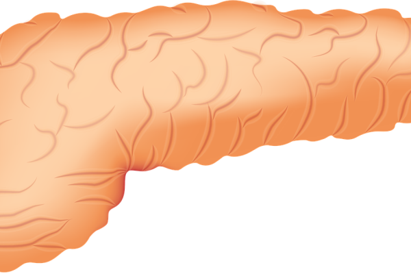 A pancreas