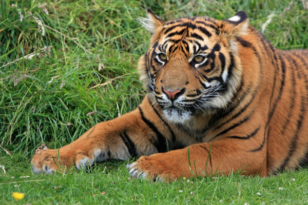 A Sumatran tiger