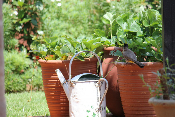 potted plants