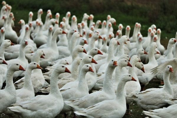 A flock of geese