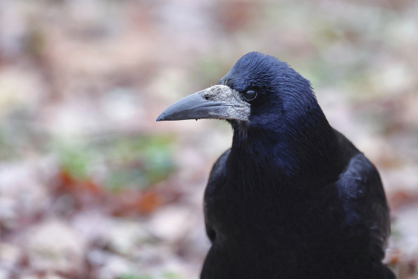 A rook
