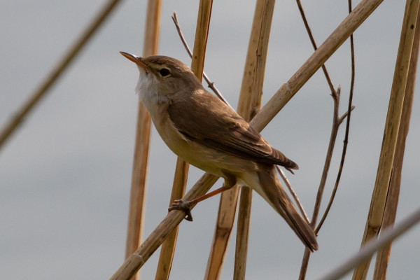 Birds, songbirds