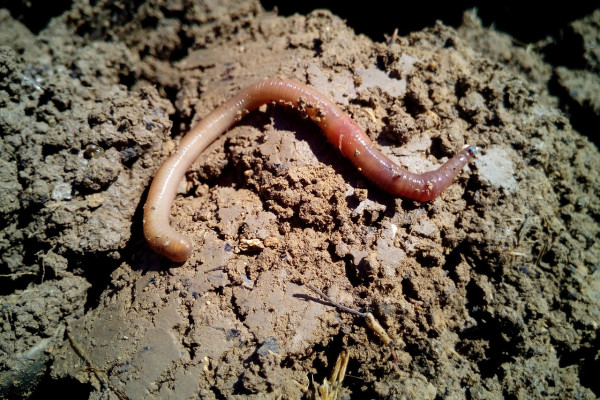 An earthworm