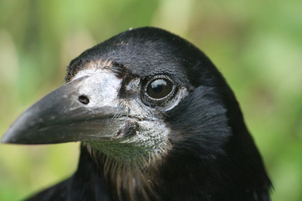 A rook
