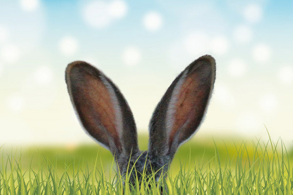 Rabbit's ears in long grass