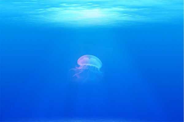 Jellyfish