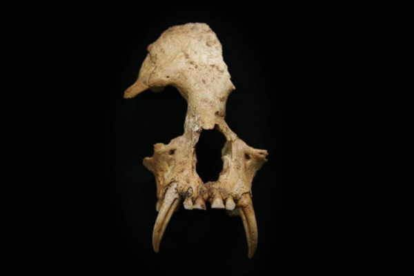 Skull of newly discovered gibbon, Junzi imperialis.