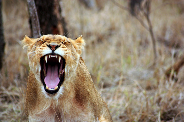 Lion yawning