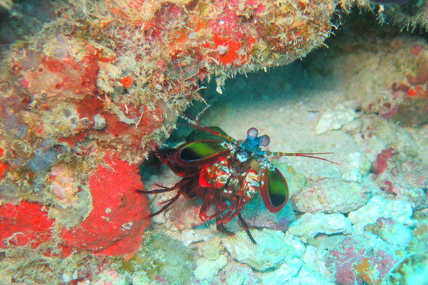 Mantis Shrimp