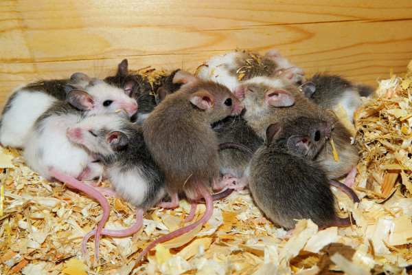 Mice