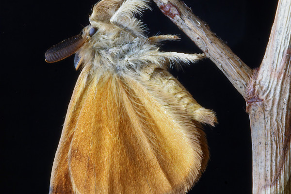 A moth hanging from a twig.