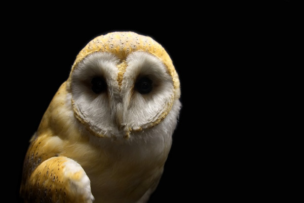 Barn owl