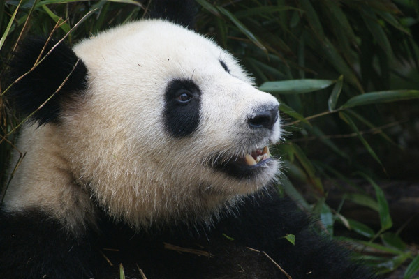 Giant Panda