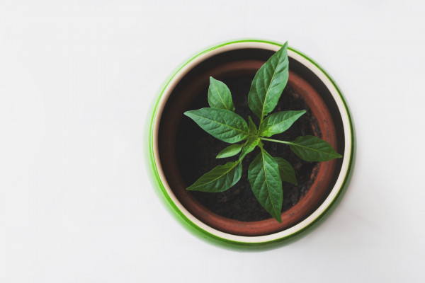 Green potted plant.