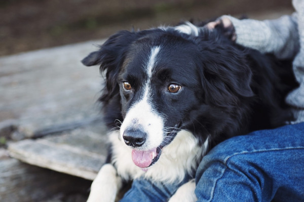 Scientists have identified five genes that are associated with help-seeking behaviour in dogs. 