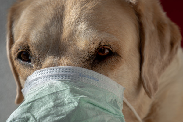 A dog wearing a facemask