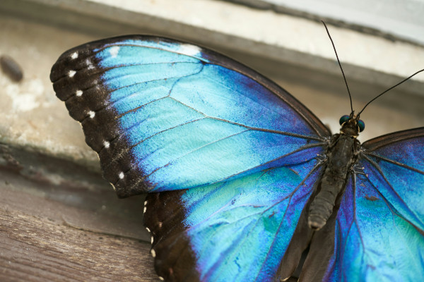 Blue morpho butterfly
