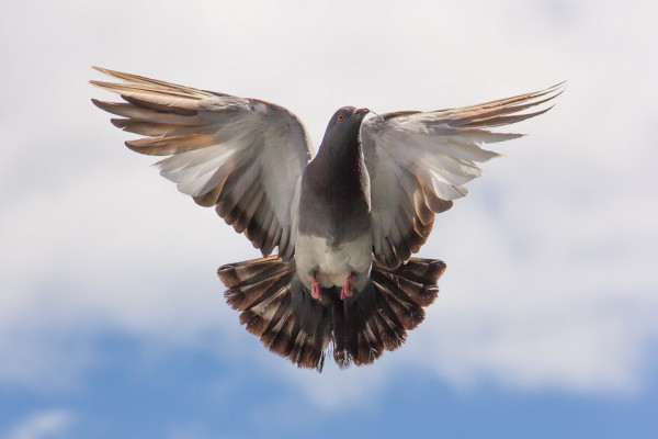 Pigeon flying.