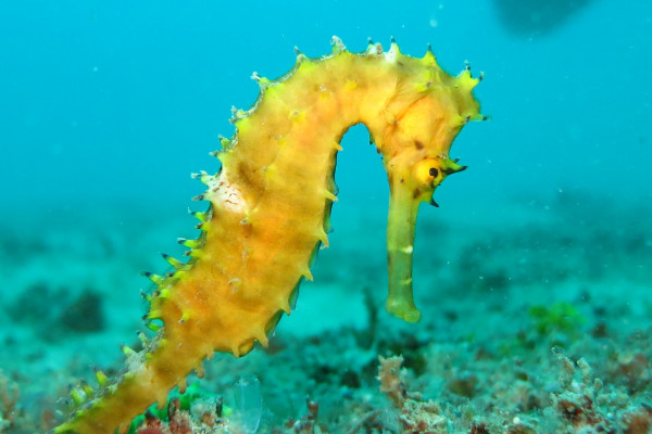 sea horse