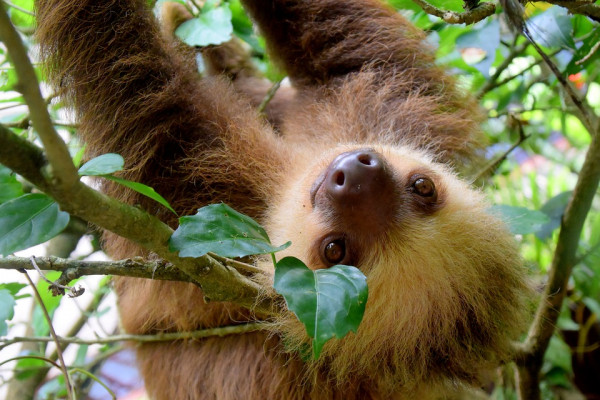 A two-toed Costa Rican sloth