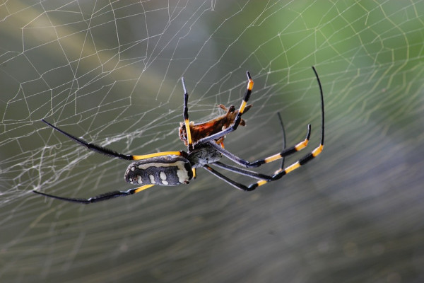 Spider on a web