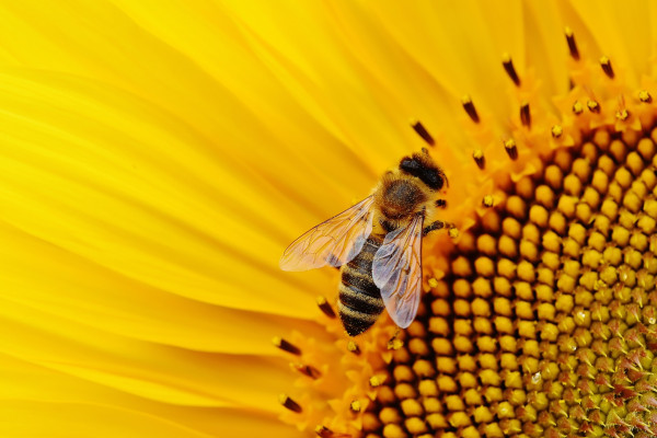 sunflower and bee