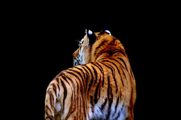 A tiger