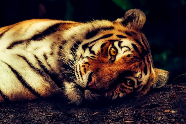 Tigers are under threat from people buying body parts for medicine and trophies 
