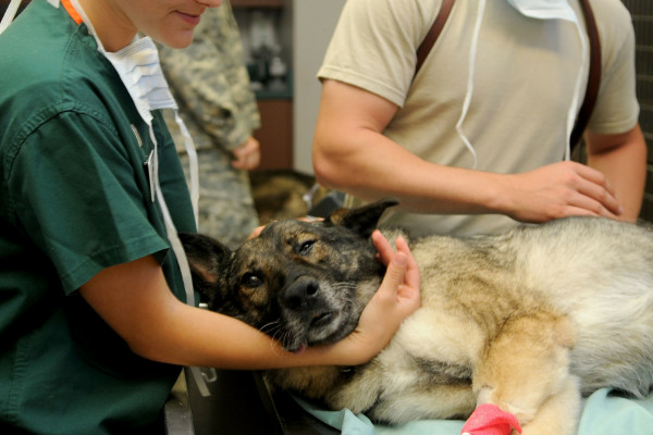 dog having a veterinary procedure