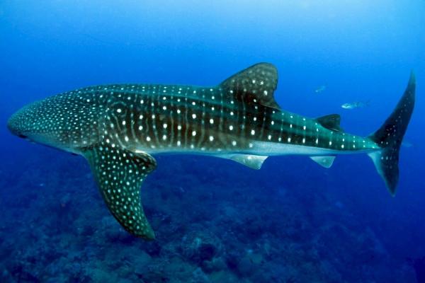 Whale shark.