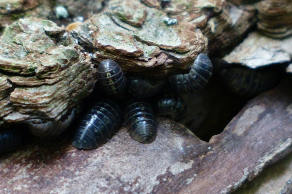 woodlice