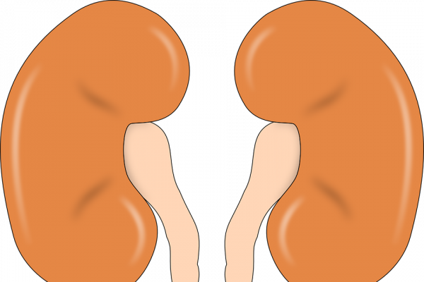 A cartoon illustration of a right and left kidney