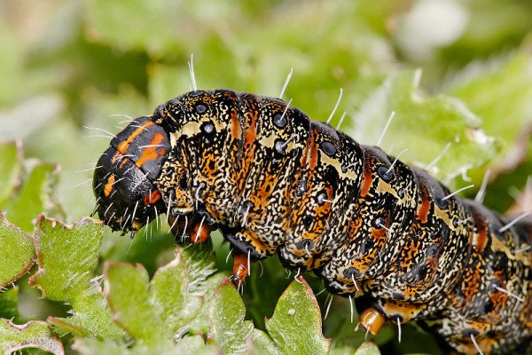 Pasture Day Moth Caterpillar, Apina callisto, specimen is approx 40mm in length. Taken in Swifts Creek, Victoria