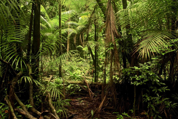 How much carbon does the Amazon absorb after logging?