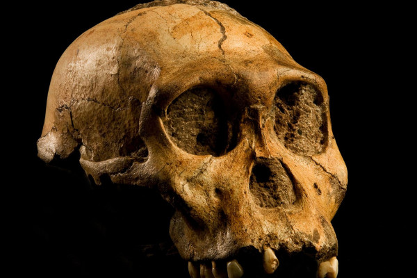 Australopithecus sediba 