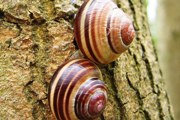 Cepaea nemoralis: Grove Snail or Brown Lipped Snail. Dormant pair on a tree trunk in Gamlingay Wood, Cambridgeshire, England, illustrating the variation in colouration of banded morphisms.