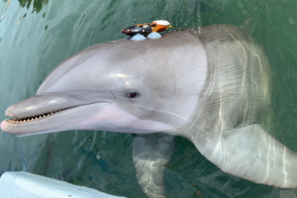 A dolphin with a sensor on it