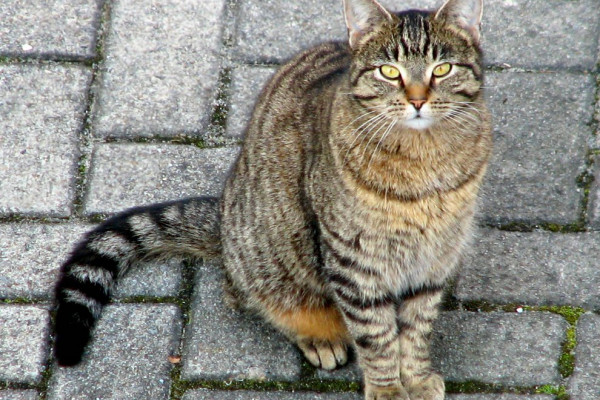 Domestic Tabby Cat