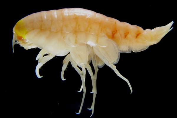 Tiny amphipod that lives 6km underwater