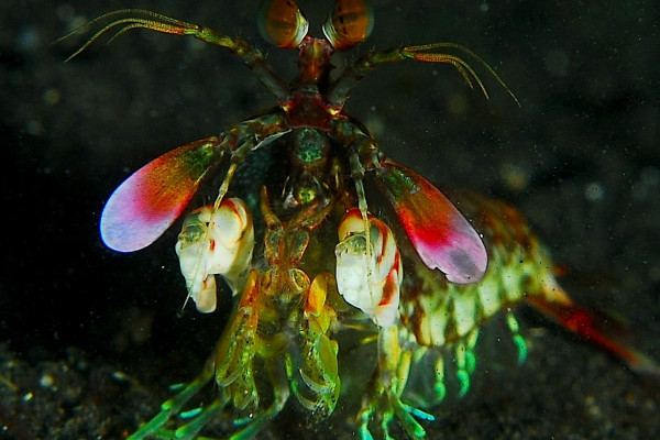 Ocean Dead Zones, Fossil HIV and Beetle Antibiotics 