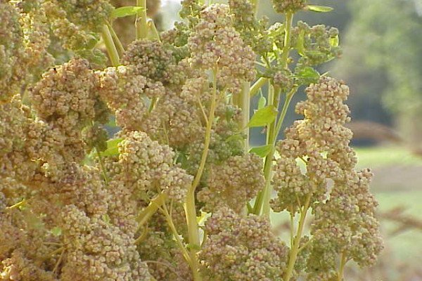 Quinoa - Chenopodium quinoa - capable of tolerating extremes of salinity, temperature and drought and produces nutritious seeds.
